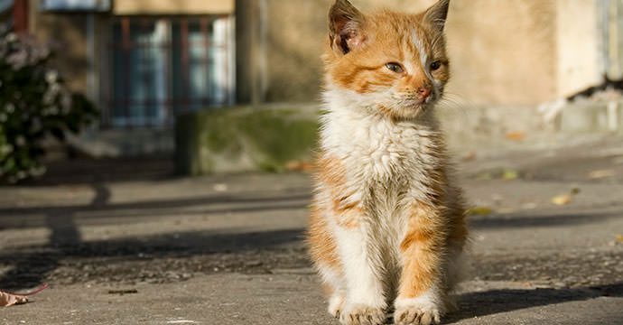 dirty-cat