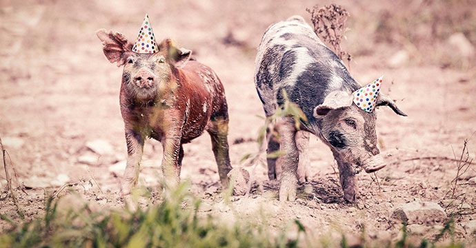 niste-porci-deghizati